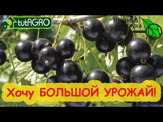 ХОЧУ и ПОЛУЧУ... БОЛЬШОЙ УРОЖАЙ смородины, крыжовника, малины, земляники и винограда! Сделайте ТАК!