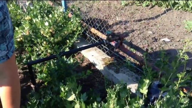 Крыжовник ПАКС. Просто сумасшедшая урожайность! смотреть онлайн