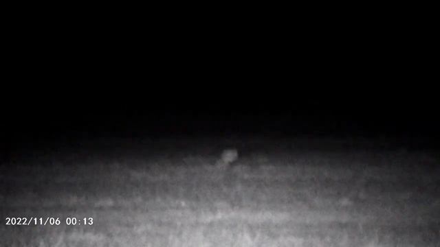 ПНВ Mileseey nv20. Ночная съемка лисы. смотреть онлайн