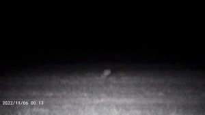 ПНВ Mileseey nv20. Ночная съемка лисы.