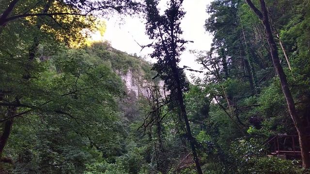 в Тисо-Самшитовой роще. Сочи Хоста. 11.06.2021