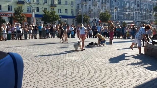 Мероприятие посвященное возрождению отечественной кинологи. Фристайл Пушкин групповое. 31.08.2013 смотреть онлайн