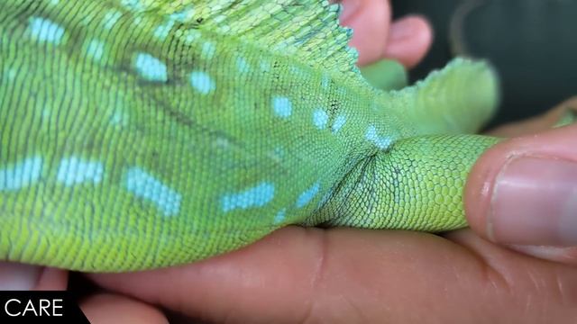 Green Basilisk, The Best Pet Lizard? смотреть онлайн