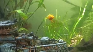 Живородка, Аквариум для живородящих рыб, Пицилии, Моллинезии, Стурисомы, Растения, свет в Аквариуме