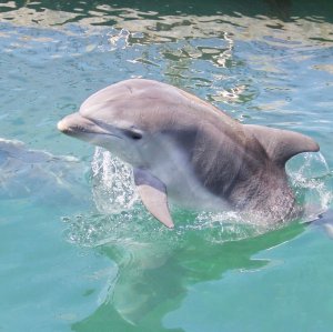 Наталья Влади - Дельфинёнок