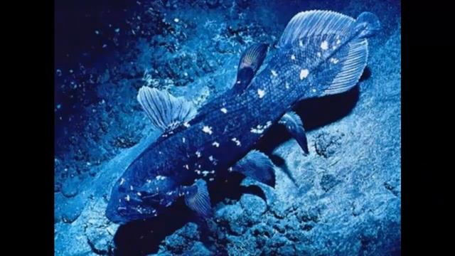 ЛАТИМЕРИИ - Ожившие "мертвецы"