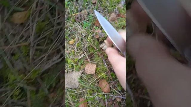 Подберёзовики,подосиновики