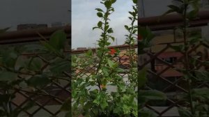 Hibiscus flower  # terrace gardening..