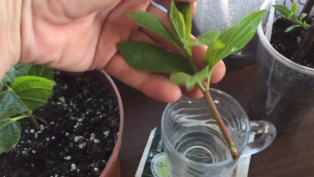 ПОСЛЕДНЯЯ ПОПЫТКА УКОРЕНИТЬ ОДРЕВЕСНЕВШИЕ ЧЕРЕНКИ ГОРТЕНЗИЙ.