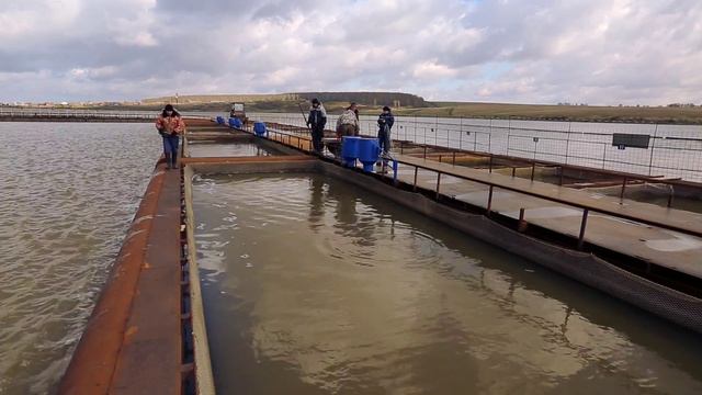 Сделано в Кузбассе HD: Беловское Рыбное Хозяйство смотреть онлайн