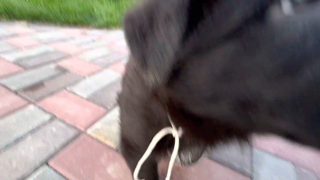 Немецкая овчарка черного окраса, мальчик, 1 мес., белая нитка смотреть онлайн