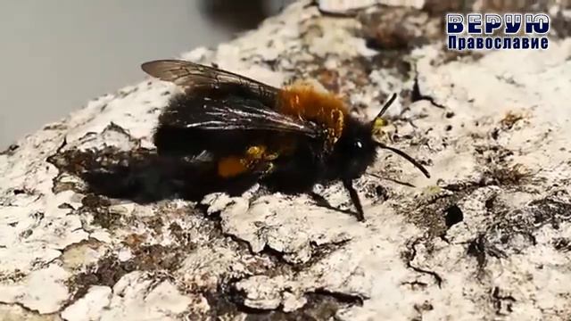 №14 - ✞ Притча о двух вишнях смотреть онлайн