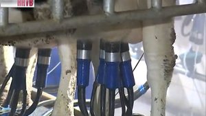 Уникальная лаборатория, в которой проводится анализ молока, открылась в Нижегородской области