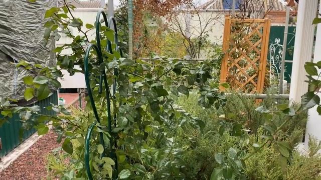 Обработка сада, заключительная в сезоне 21г и Роза, незаслуженно мной забытая-Black Forest Rose смотреть онлайн