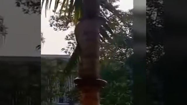 как змеи ползают по деревьям смотреть онлайн