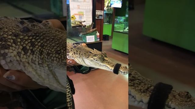 Up Close With Saltwater Crocodile