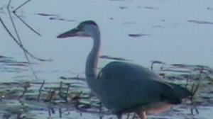 Серая цапля на охоте.mp4