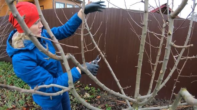 Обрезка Груши Осенью Топ Видео Канала смотреть онлайн