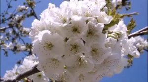 Один раз в год сады цветут  (исп. Анна Герман)