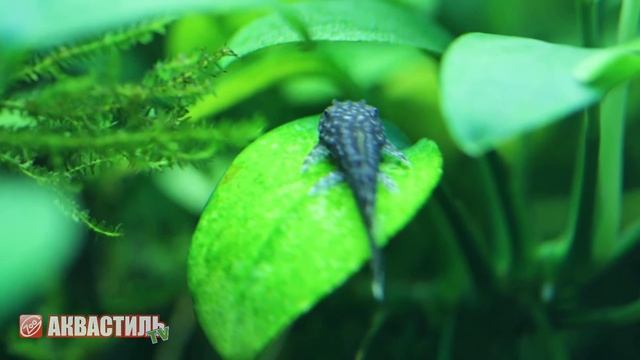 Мальки Сомика-анцистра или Анциструса. Аквариумные рыбки. Аквариумистика. смотреть онлайн