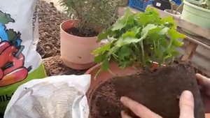 КАК ЧЕРЕНКОВАТЬ ГЕРАНЬ И РАЗМНОЖИТЬ ПЕЛАРГОНИЮ ЛУЧШИЙ СПОСОБ как укоренить черенки.mp4