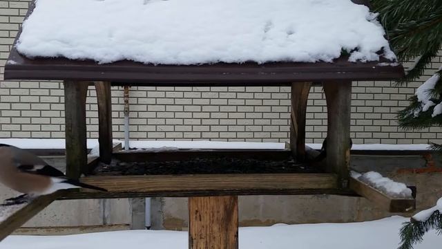 91 Кормушка зимой снегири, воробьи, синицы смотреть онлайн