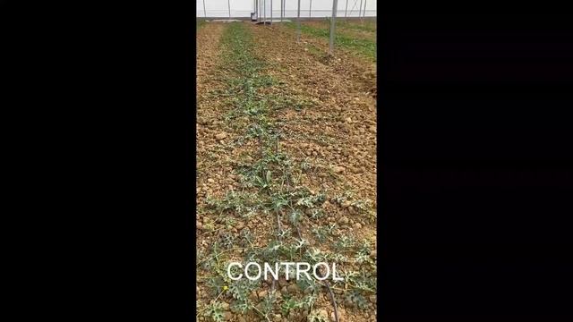 Продукция компании "Мико Гардиан" - культуры триходермы вириде, конингии и харцианум на зерне. смотреть онлайн