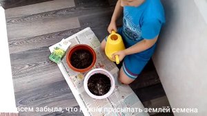 ЭКСПЕРИМЕНТ: садим аптечный укроп