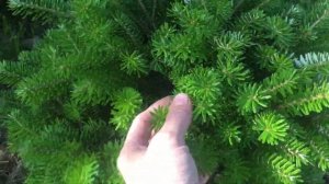 Хвойные в моём саду. 27 августа 2020