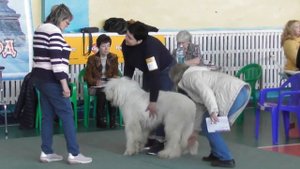 Южнорусская овчарка, видео с выставки собак в Великом Новгороде