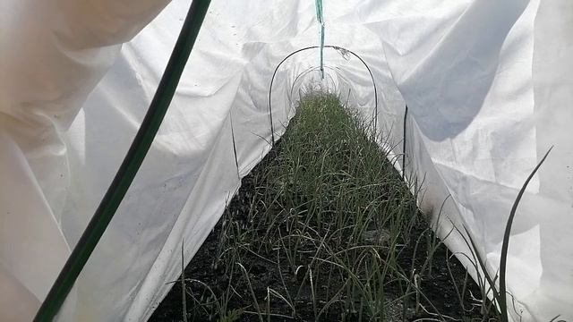 Конец июня. С луком беда. Медведка роет и грызёт. смотреть онлайн