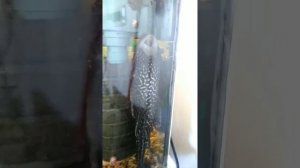 Птеригоплихт парчовый  содержание в аквариуме !