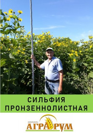 Сильфия пронзеннолистная: Методика выращивания
