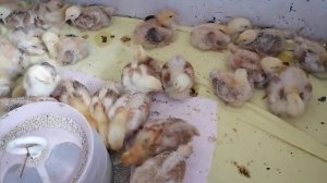 Цыплята,им 15 суток.Растут не по дням,а по часам-30.03.2021 год.