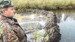 Бобры и плотины - borbry and dams - wildlife