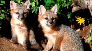 Интересные факты   Лисы