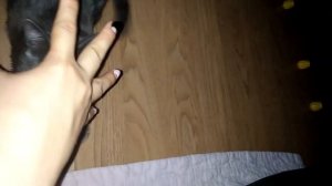 Кот не дает себя гладить.