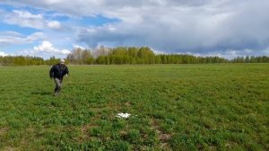 Разведение гусей без затрат.