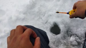 Весенний хариус 2024 года