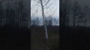 Как бобер валит деревья