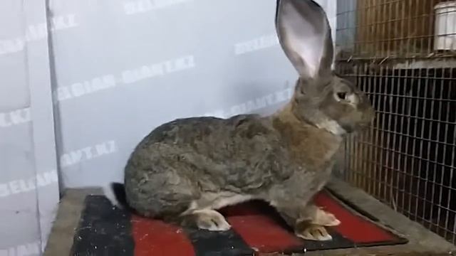 0.1 выводная породы Бельгийский великан Фландр смотреть онлайн