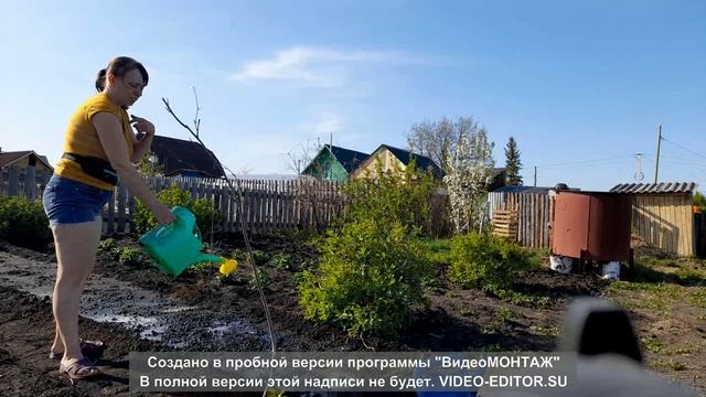 Огородные дела. Срочная посадка тыквы.