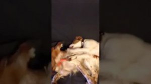 Бескомпромиссный бой спаниеля и эпаньол бретона