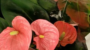 Anthurium andreanum