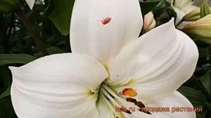 Лилия ла-гибрид Литовен (lilium) ? ла-гибрид лилия Литовен обзор: как сажать, луковицы лилии Литове