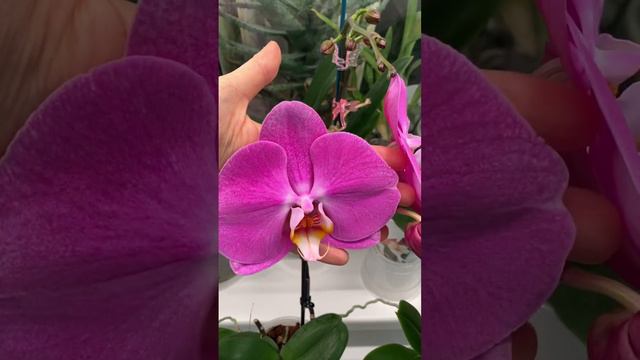 Зацвела орхидея, купленная как синголо. Цветок очень крупный😍💕#orchids #фаленопсис #phalaenopsis