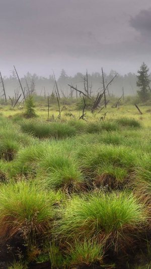 Рассказы, случаи о том, как тонули на болотах