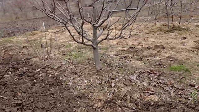 Заболели деревья в саду,чем обработать? смотреть онлайн