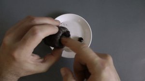 Как вырастить лонган дома из семян