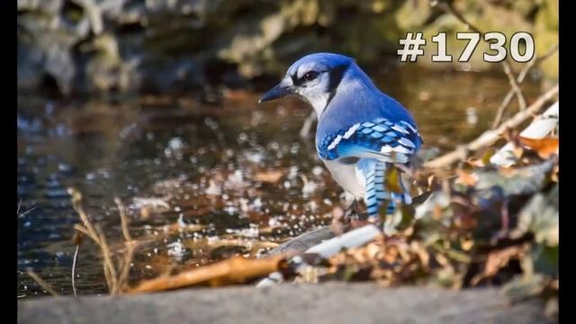 #1730. Сойки (В мире животных) смотреть онлайн